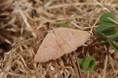 Cyclophora puppillaria