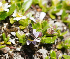 Heliothela floricola