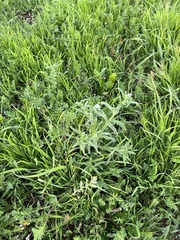 Cryptantha intermedia