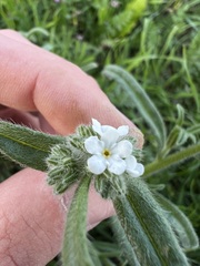 Cryptantha intermedia