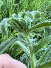 Cryptantha intermedia