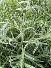 Cryptantha intermedia