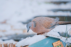 Streptopelia chinensis