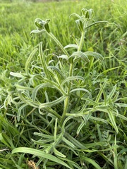 Cryptantha intermedia