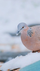 Streptopelia chinensis