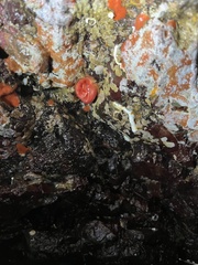 Cnemidocarpa finmarkiensis