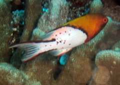 Bodianus anthioides