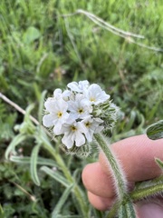 Cryptantha intermedia