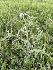 Cryptantha intermedia