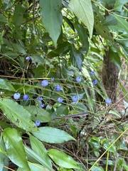 Dianella nigra