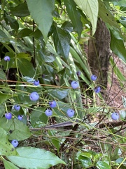Dianella nigra