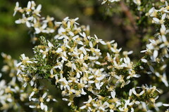 Olearia algida