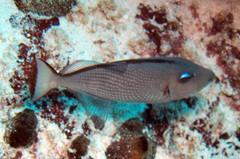 Xanthichthys auromarginatus
