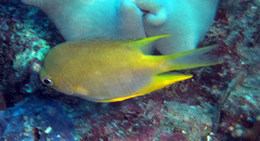 Amblyglyphidodon aureus