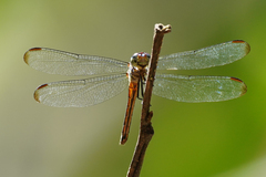 Cannaphila insularis