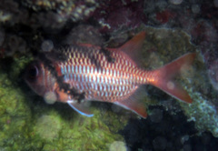 Myripristis