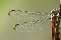 Cannaphila insularis
