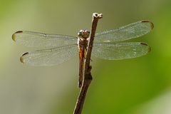 Cannaphila insularis