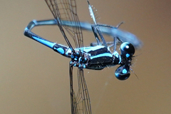 Argia adamsi