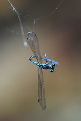 Argia adamsi