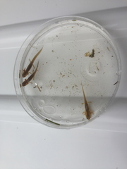 Lissotriton