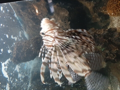 Pterois