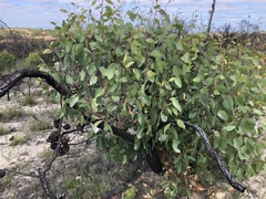 Eucalyptus arenacea