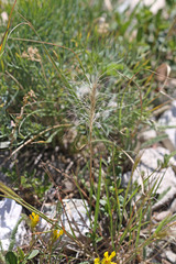 Elymus elymoides elymoides