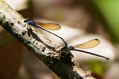 Argia indicatrix