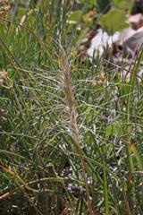 Elymus elymoides elymoides
