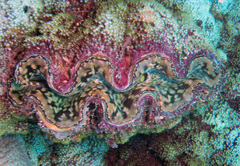 Tridacna gigas