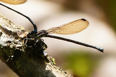 Argia indicatrix