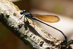 Argia indicatrix