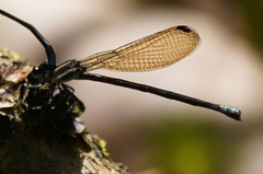 Argia indicatrix