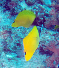 Forcipiger flavissimus