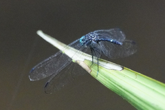 Dythemis nigra