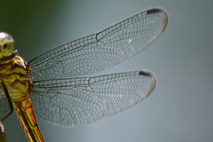 Cannaphila insularis