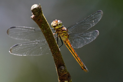 Cannaphila insularis