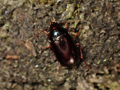 Amarotypus edwardsii