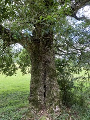 Syzygium paniculatum