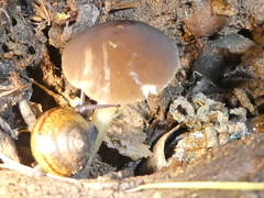 Pluteus romellii