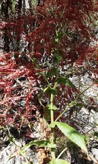 Calomeria amaranthoides