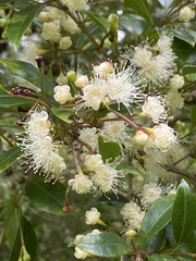 Syzygium paniculatum