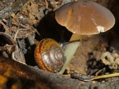 Pluteus romellii