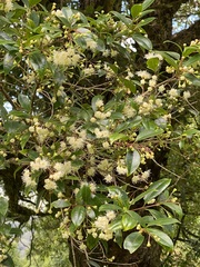 Syzygium paniculatum