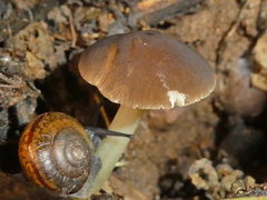 Pluteus romellii
