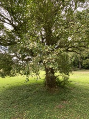 Syzygium paniculatum