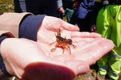 Euastacus rieki