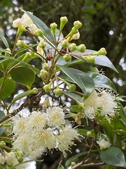 Syzygium paniculatum