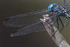 Dythemis nigra